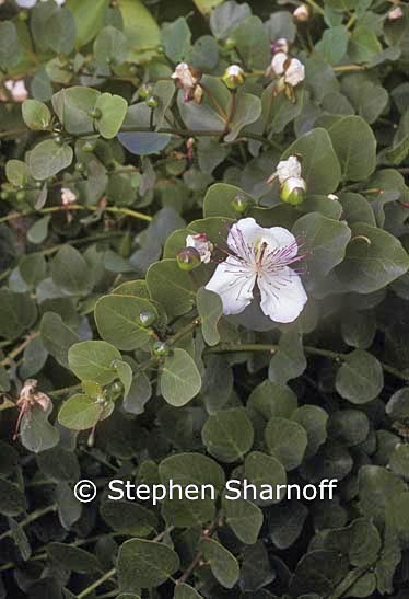 capparis spinosa 1 graphic